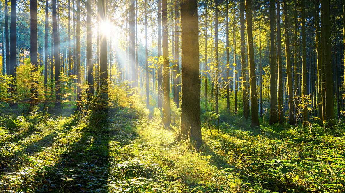 A forest and sun shining through between the trees.